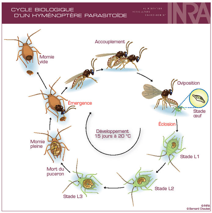 Cycle vital parasitoide